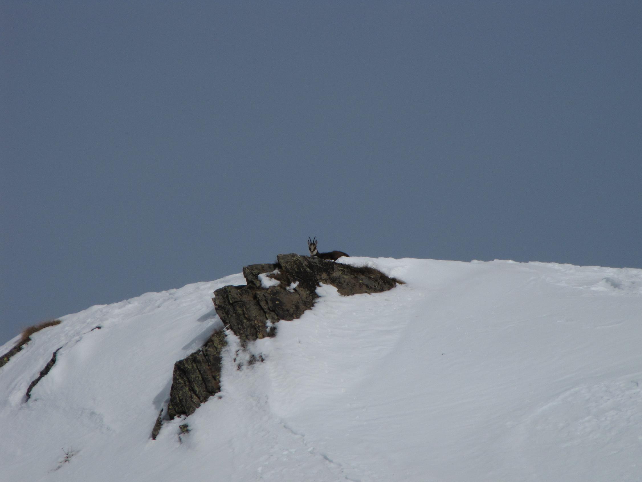 I camosci tornano a correre